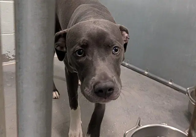 Atta - American Staffordshire Terrier