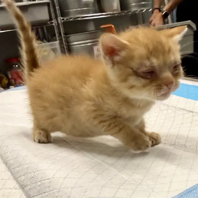 Bones - Domestic Short Hair