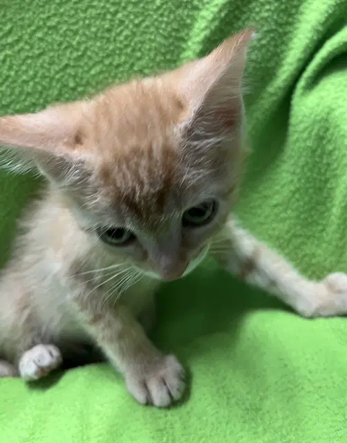 Bones - Domestic Short Hair