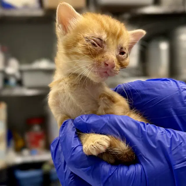Sour - Domestic Short Hair