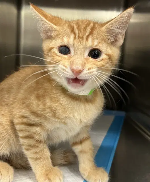 Sour - Domestic Short Hair