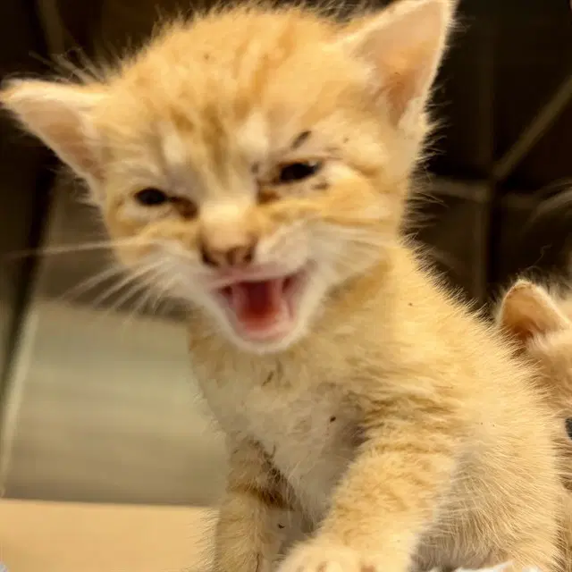 Paula - Domestic Short Hair