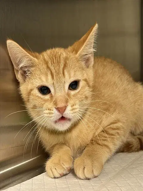 Paula - Domestic Short Hair