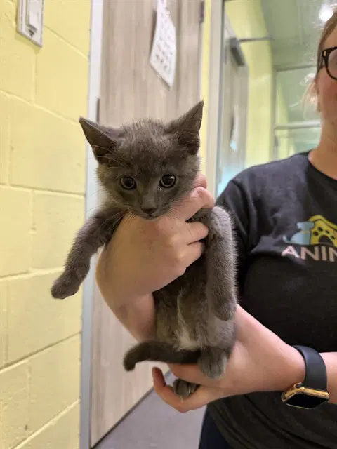 Alexander - Domestic Short Hair