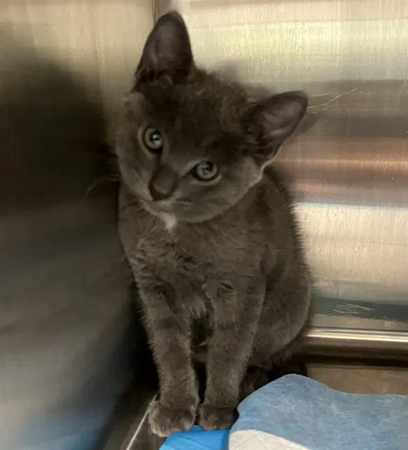 Alexander - Domestic Short Hair
