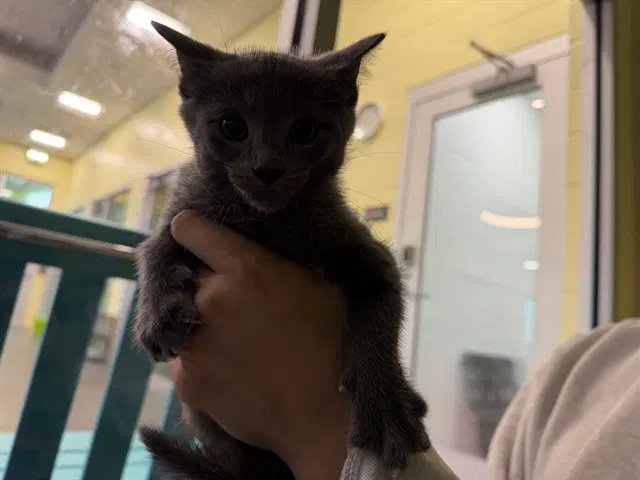 Phillip - Domestic Short Hair