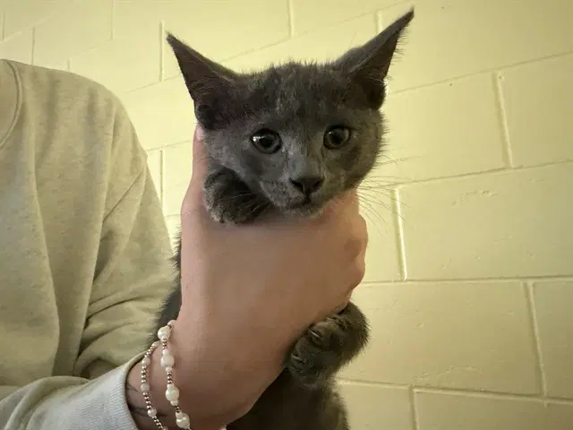 Ian - Domestic Short Hair