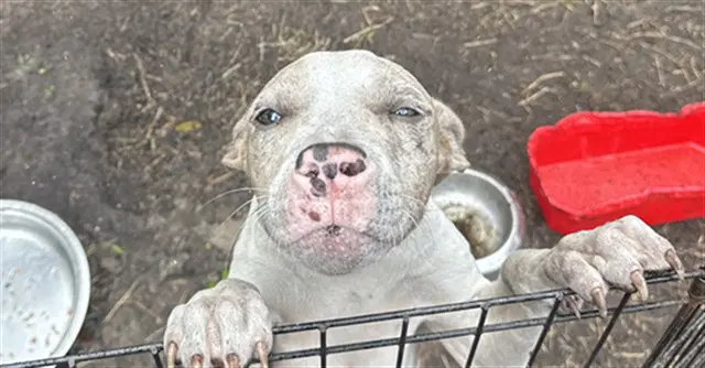 Olive - Pit Bull Terrier