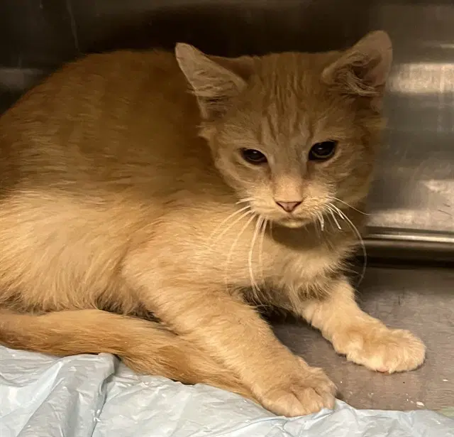 Nelson - Domestic Short Hair