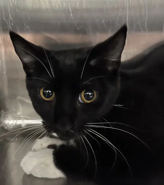 Starlight - Domestic Short Hair