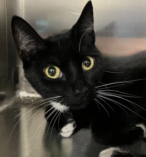 Luna - Domestic Short Hair