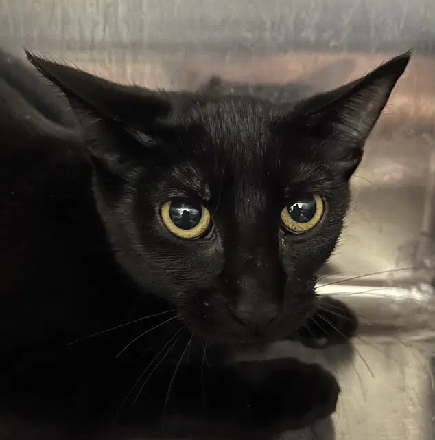 Midnight - Domestic Short Hair