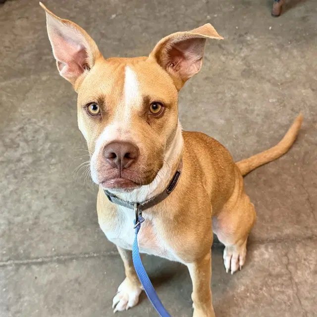 Chandler - American Bulldog