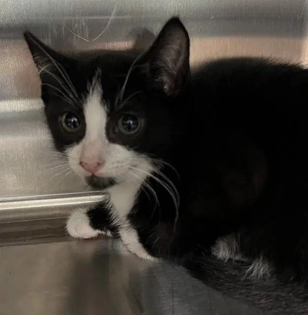 Brent - Domestic Short Hair