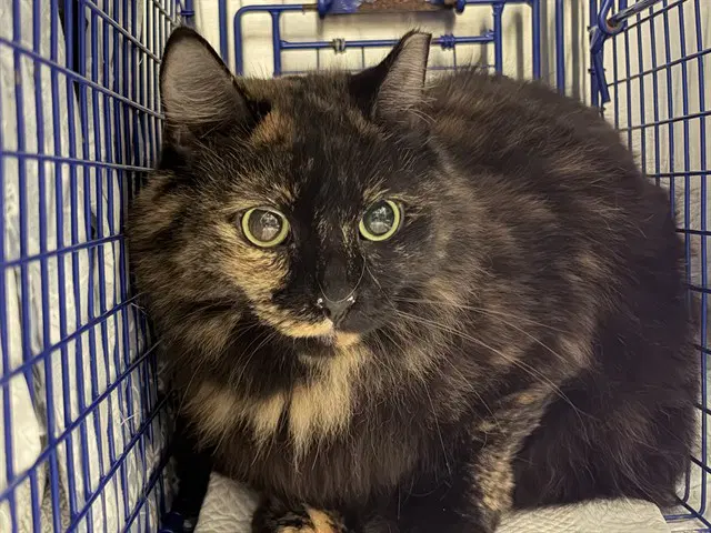 Tori - Domestic Long Hair