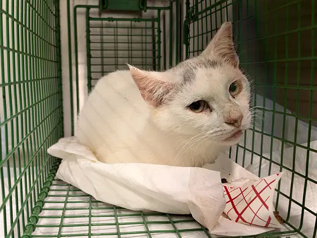 Thyme - Domestic Short Hair