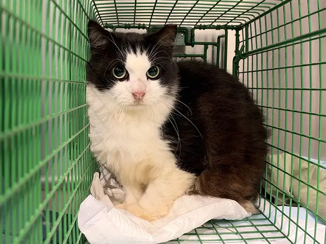 Zelda - Domestic Medium Hair