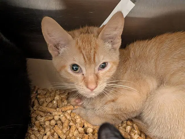 Foxfur - Domestic Short Hair