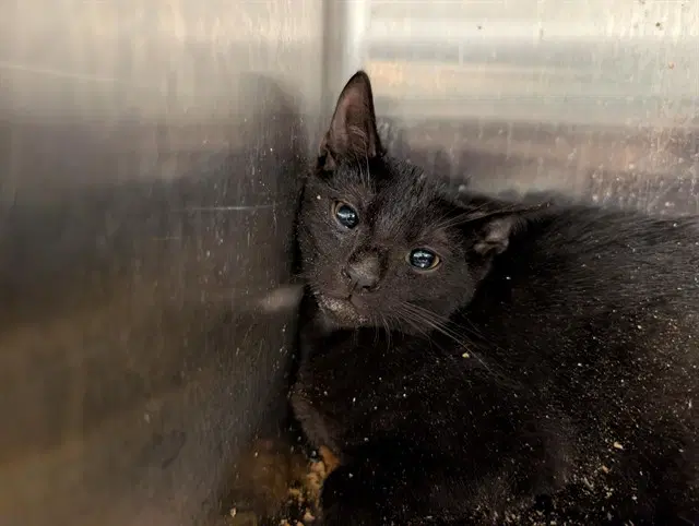 Tina - Domestic Short Hair