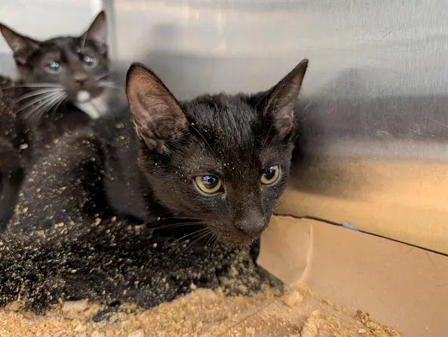 Lainey - Domestic Short Hair