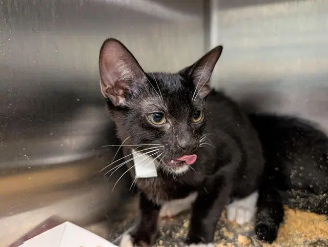 Lucas - Domestic Short Hair
