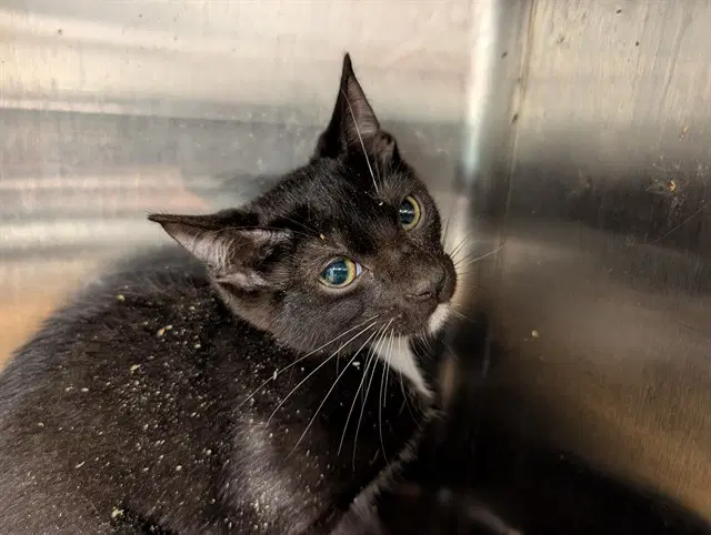 Troy - Domestic Short Hair