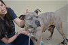adoptable Dog in mckinney, TX named Luna