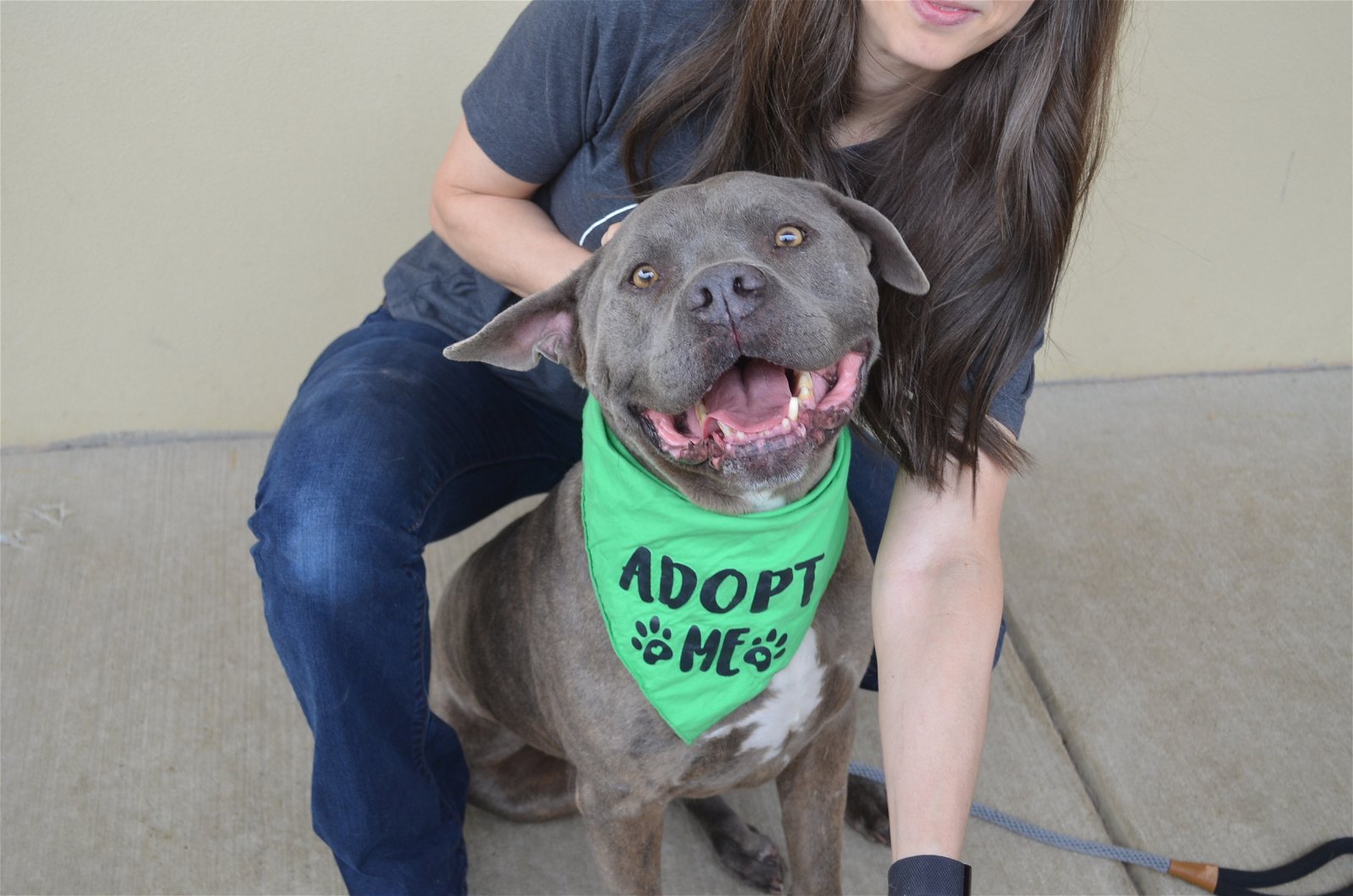 adoptable Dog in McKinney, TX named Max