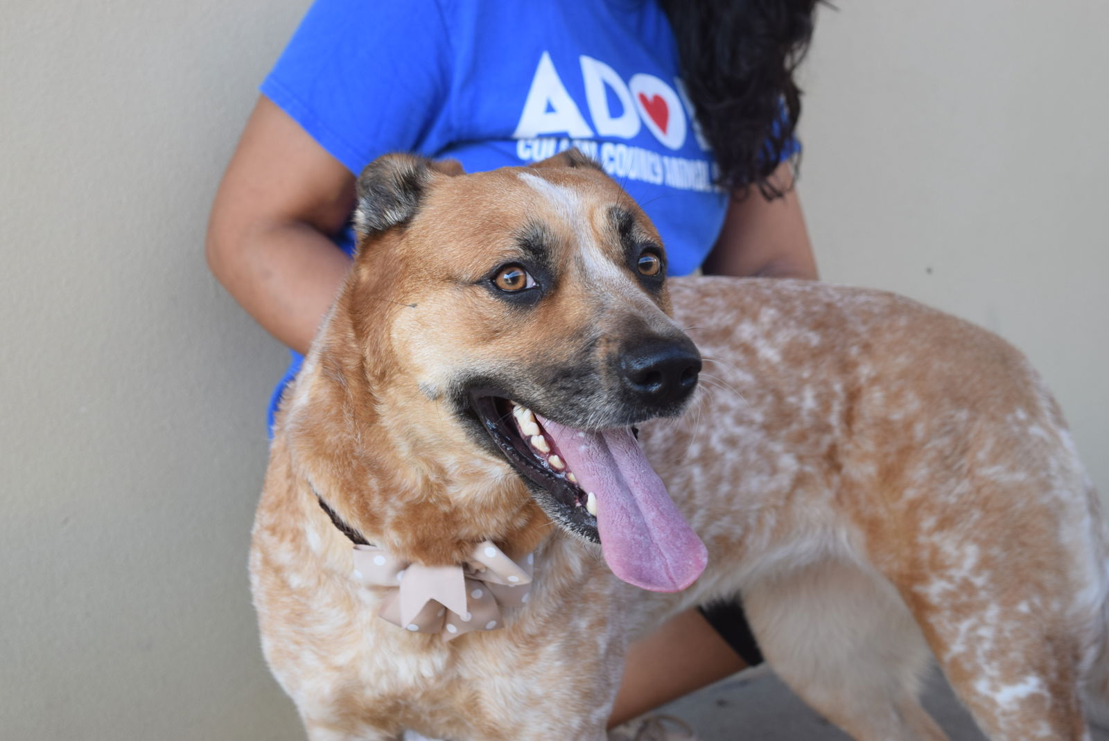 dog-for-adoption-miami-a-australian-cattle-dog-blue-heeler-in