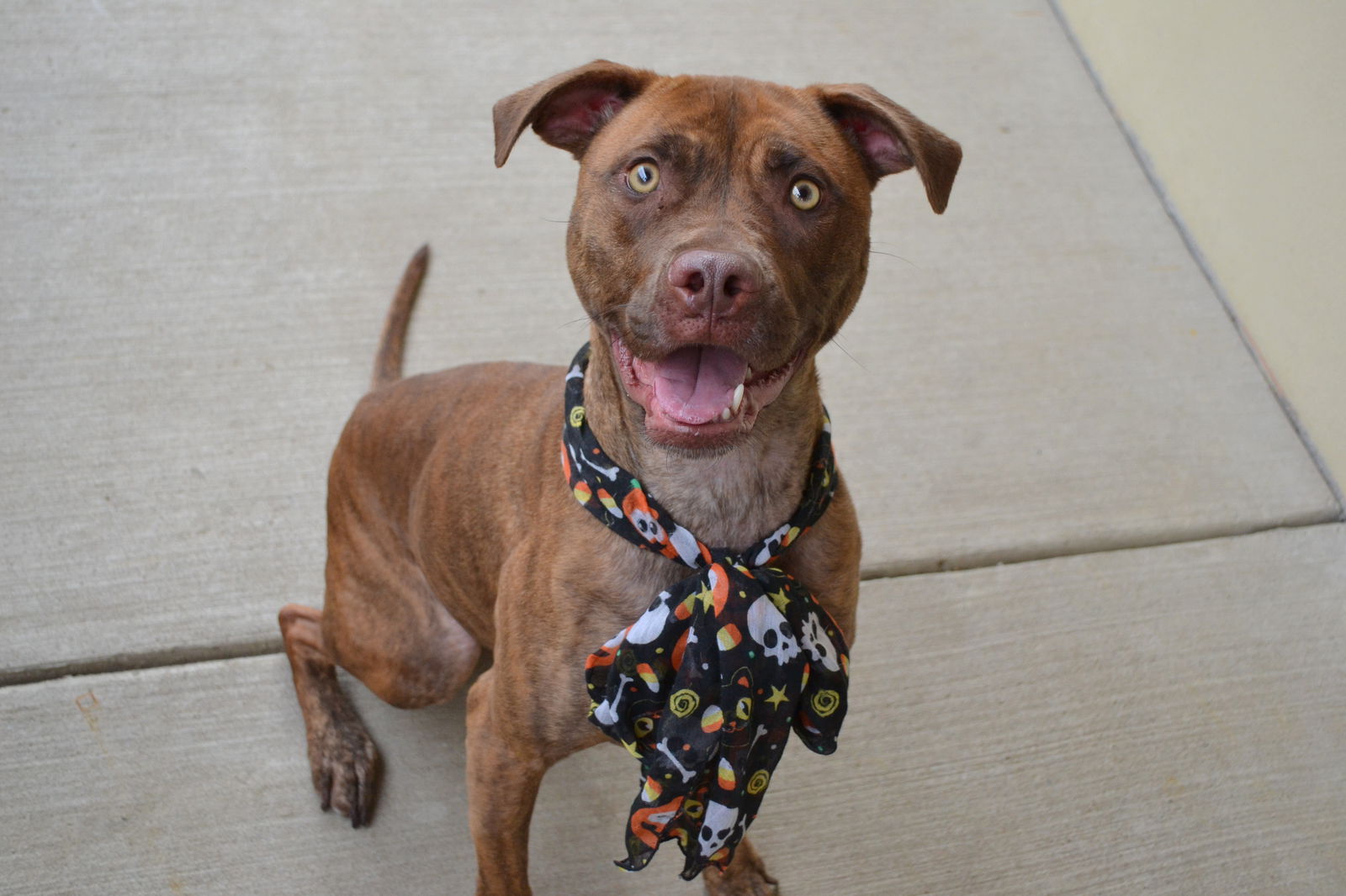 Dog for Adoption Persephone a Boxer in Coppell TX Alpha Paw