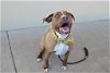 adoptable Dog in mckinney, TX named Rowena