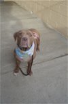 adoptable Dog in mckinney, TX named Lola (In Foster)