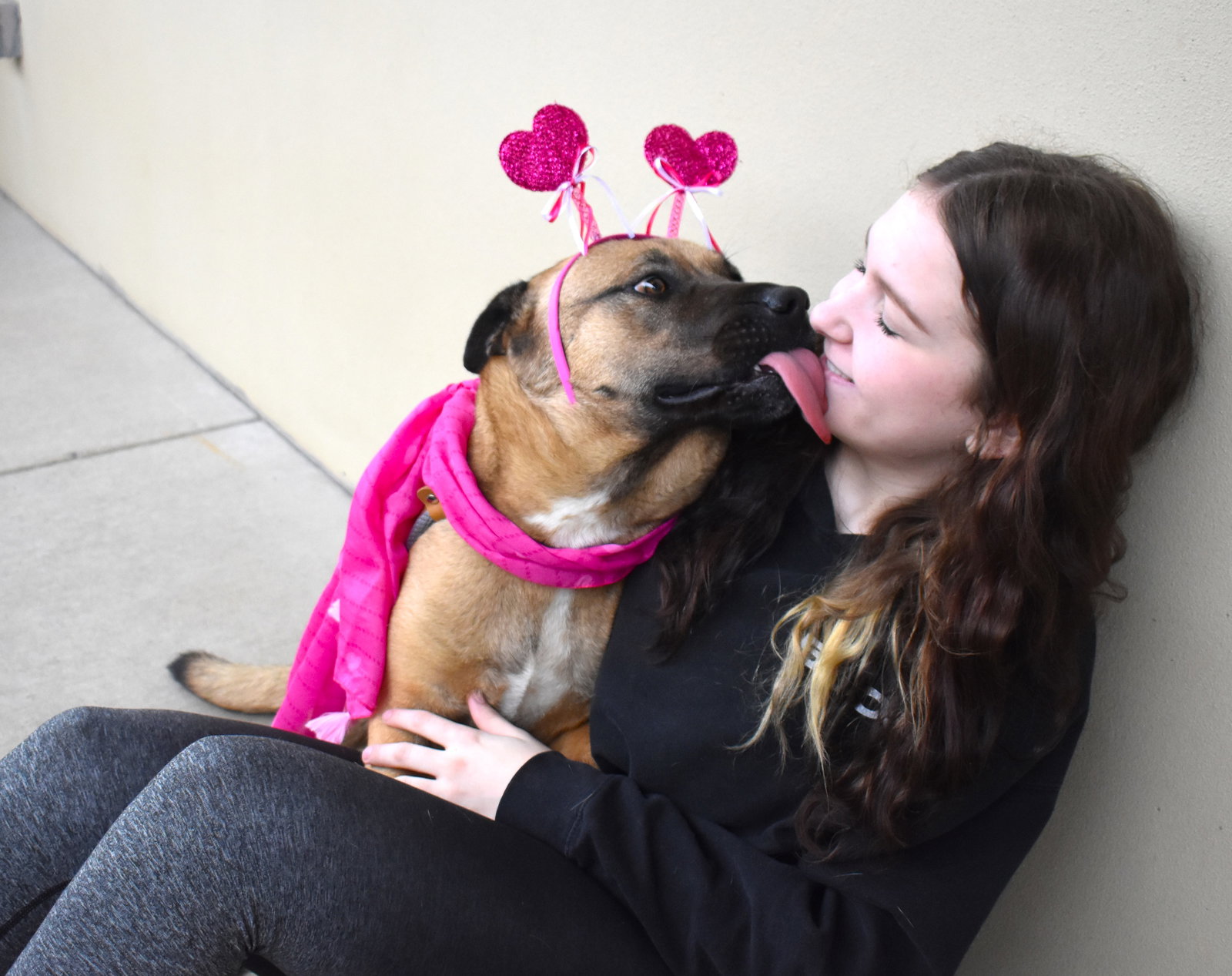 Dog for Adoption Flower, a Shepherd in Honey Grove, TX Alpha Paw