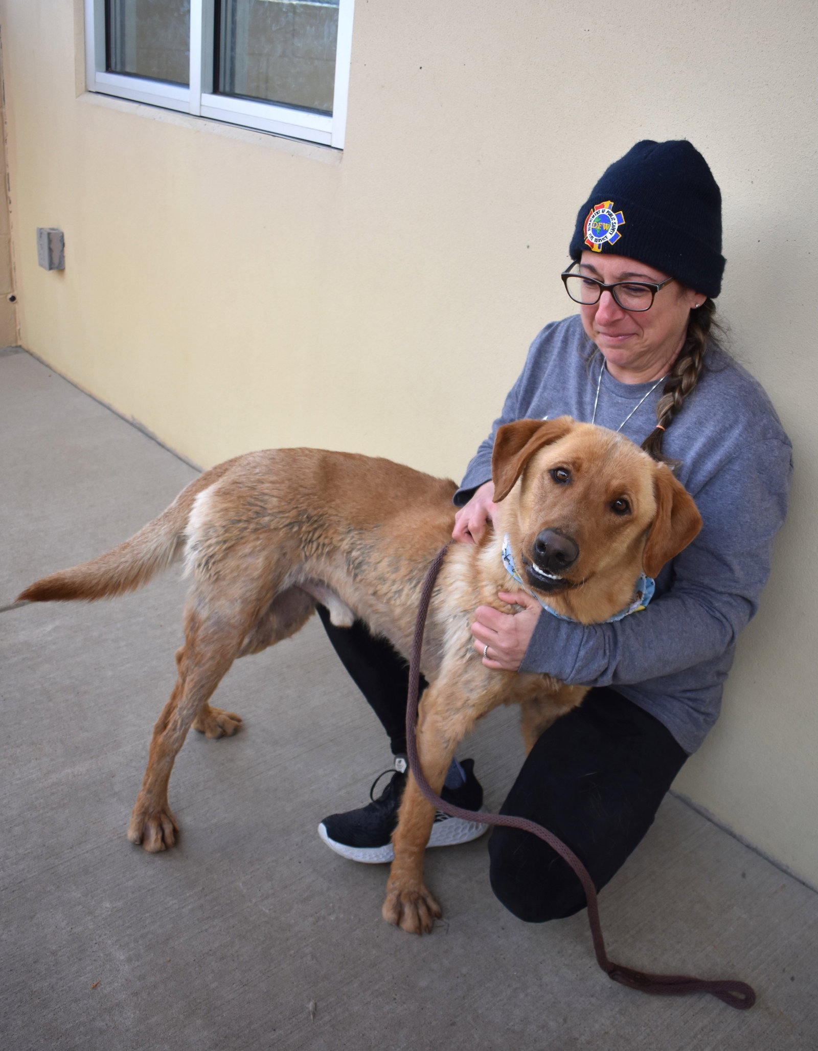 Dog for Adoption Dorito, a Labrador Retriever in Allen, TX Alpha Paw