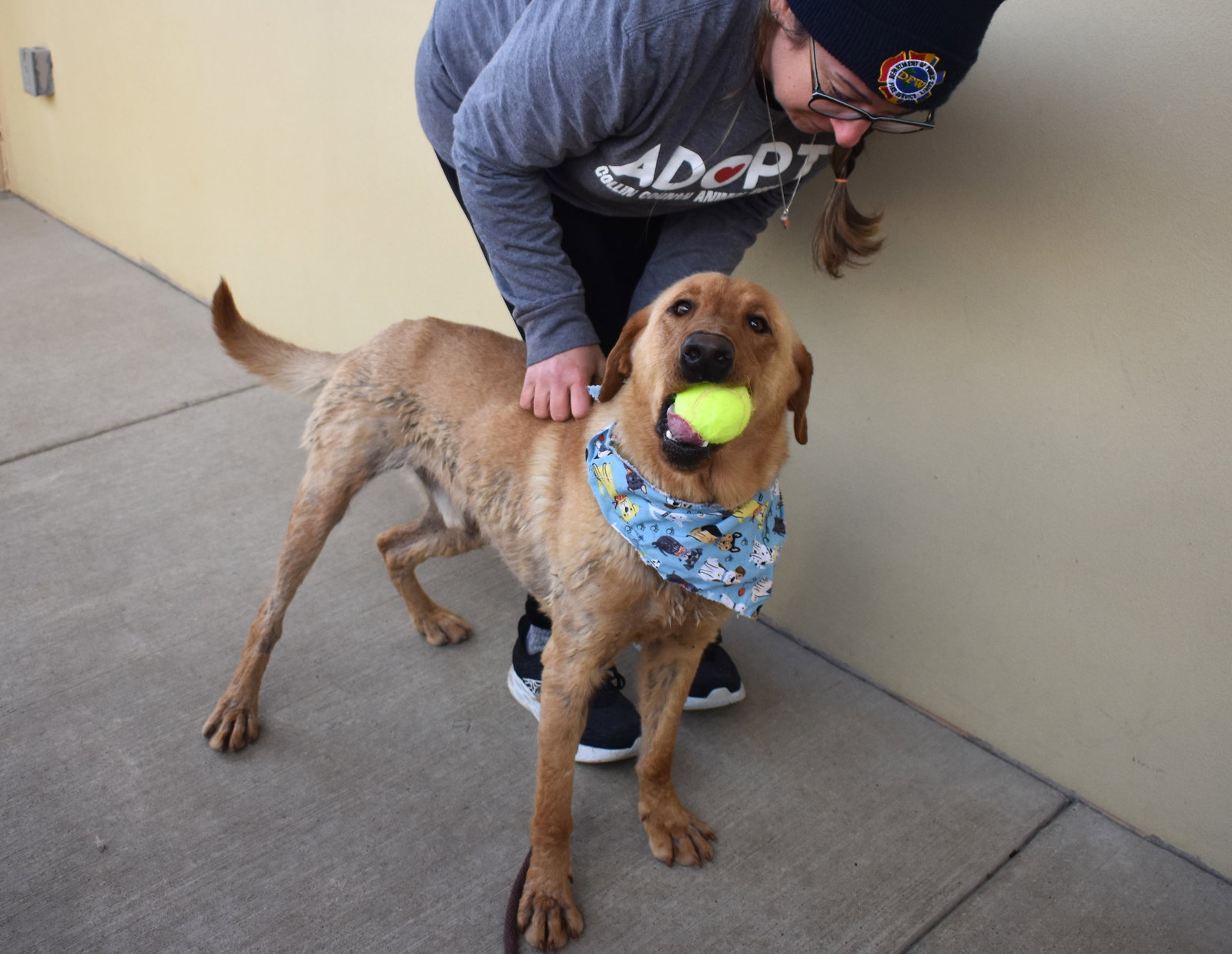 Dog for Adoption Dorito, a Labrador Retriever in Allen, TX Alpha Paw
