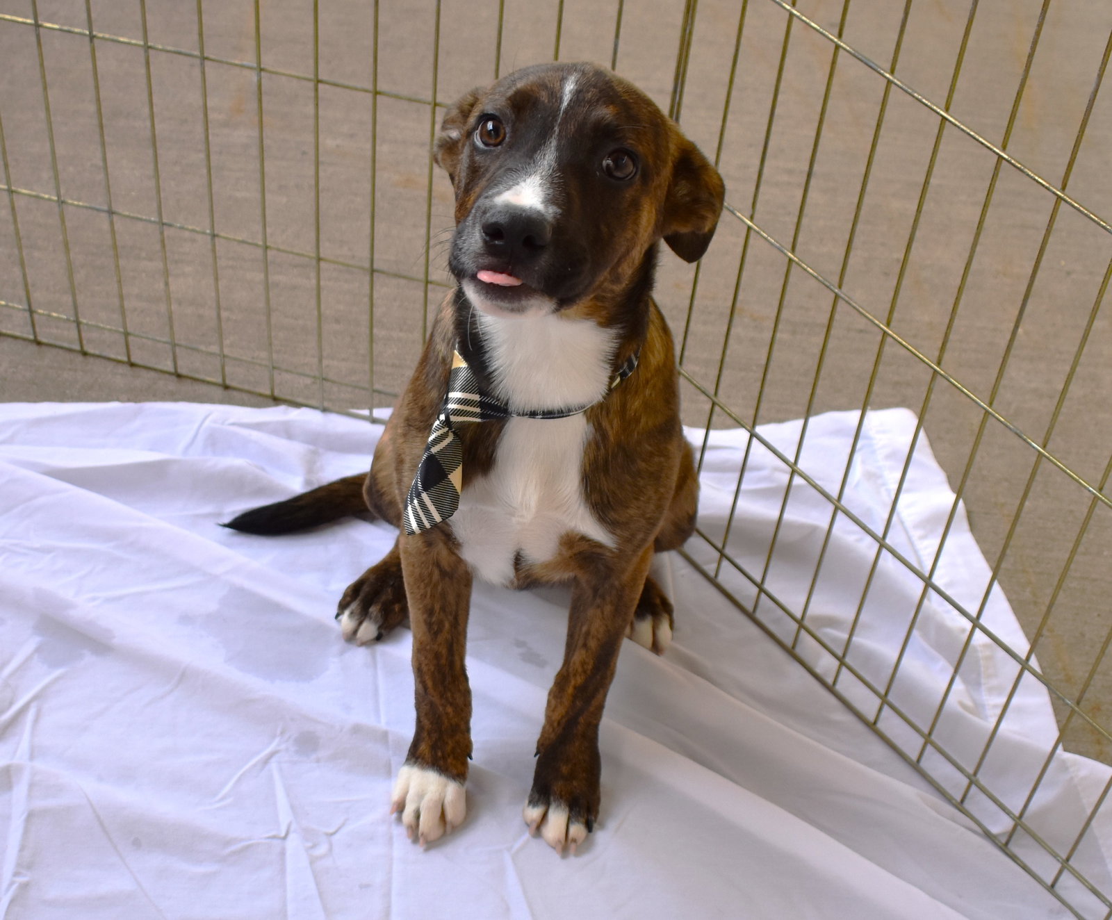 Dog for Adoption Caldwell, a Staffordshire Bull Terrier in Denison