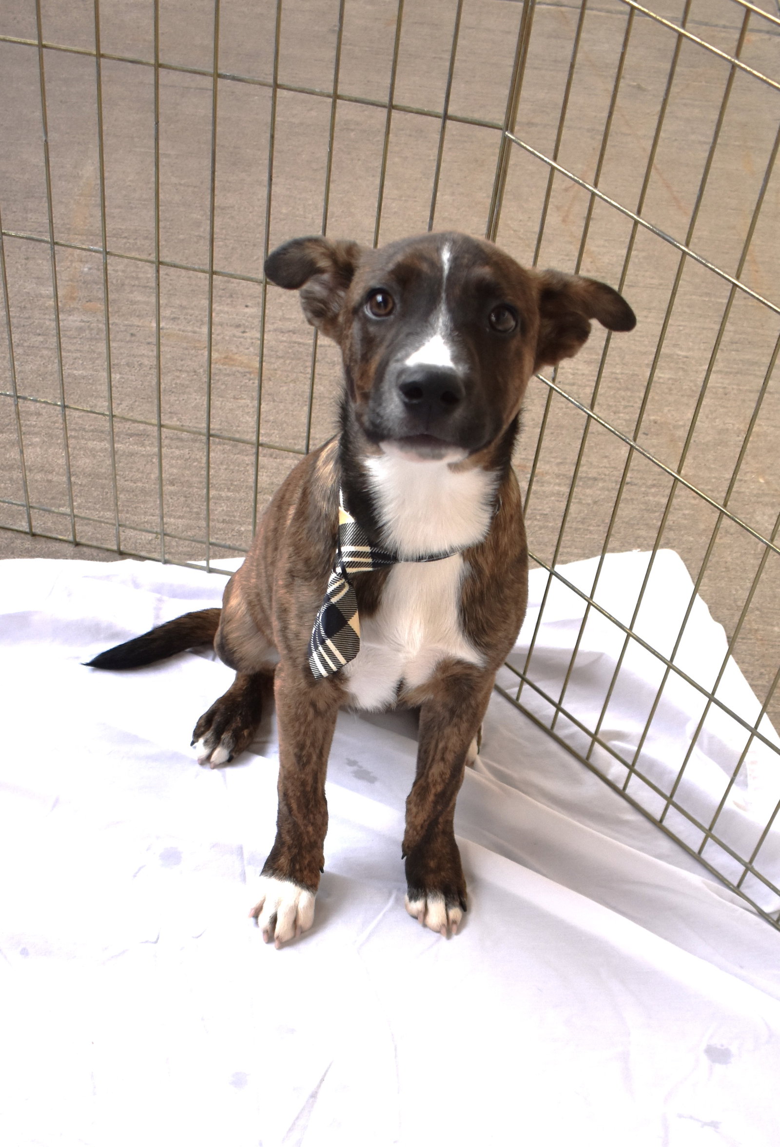 Dog for Adoption Caldwell, a Staffordshire Bull Terrier in Denison