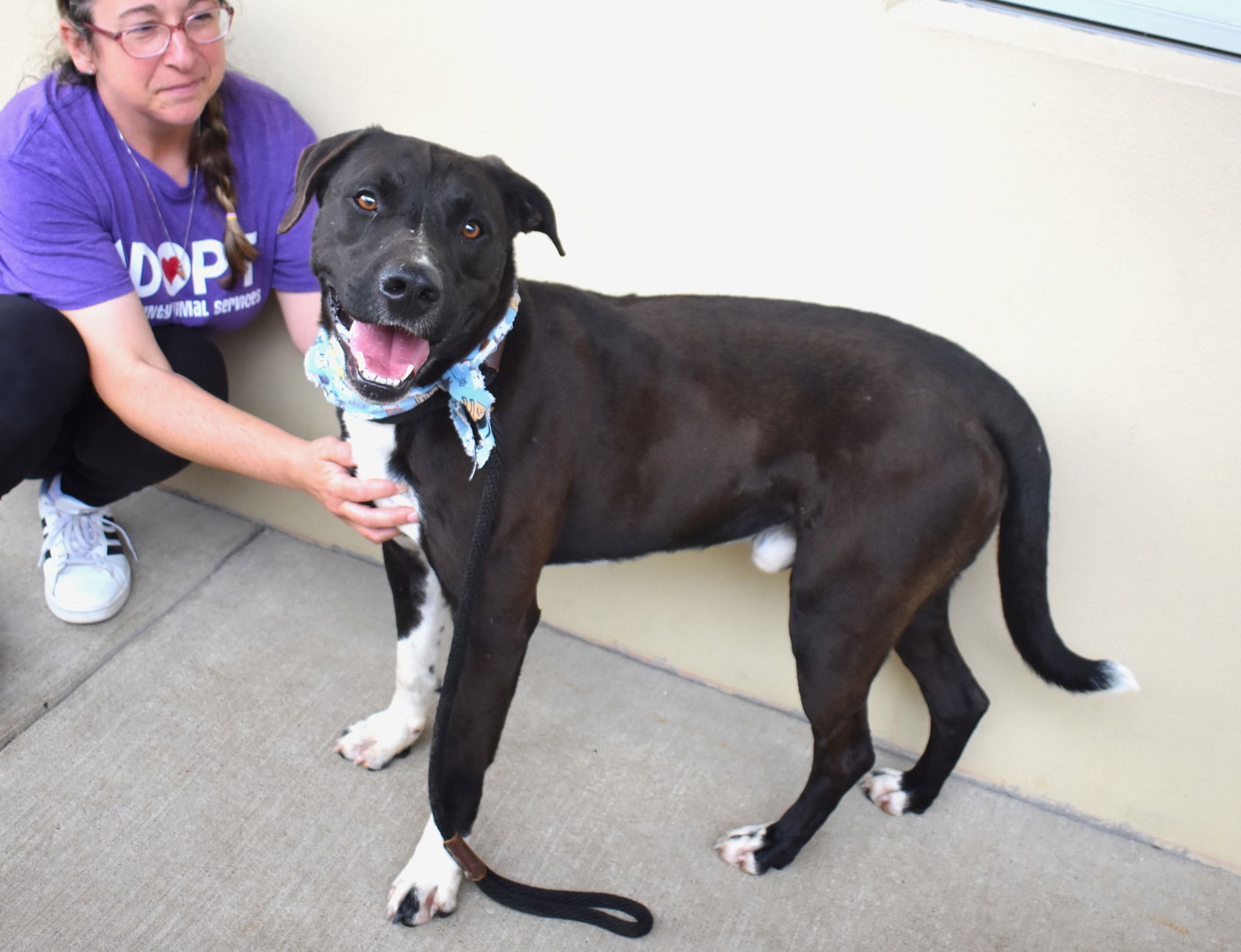 Dog for Adoption Watermelon, a American Staffordshire Terrier in Denison, TX Alpha Paw