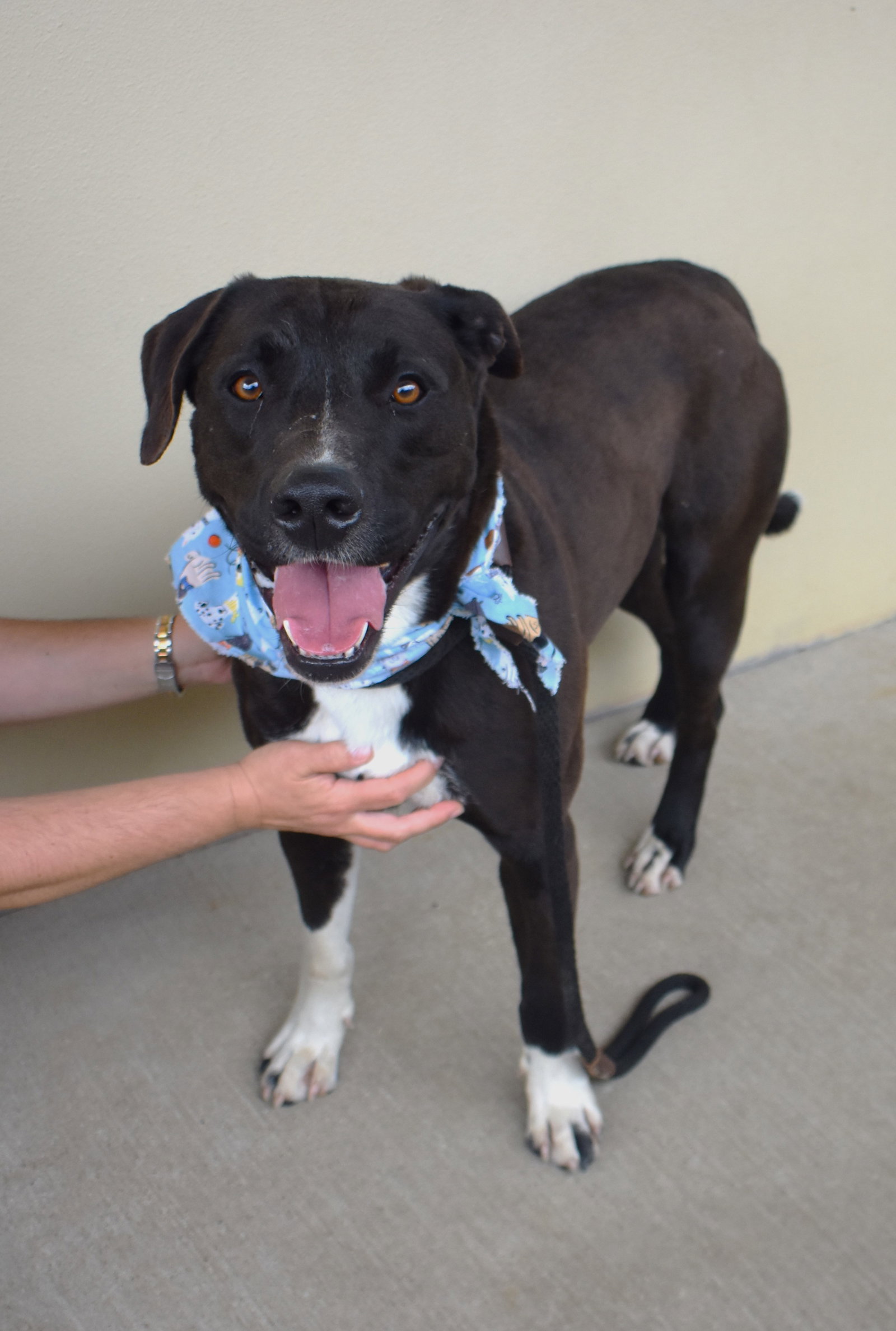 Dog for Adoption Watermelon, a American Staffordshire Terrier in Denison, TX Alpha Paw
