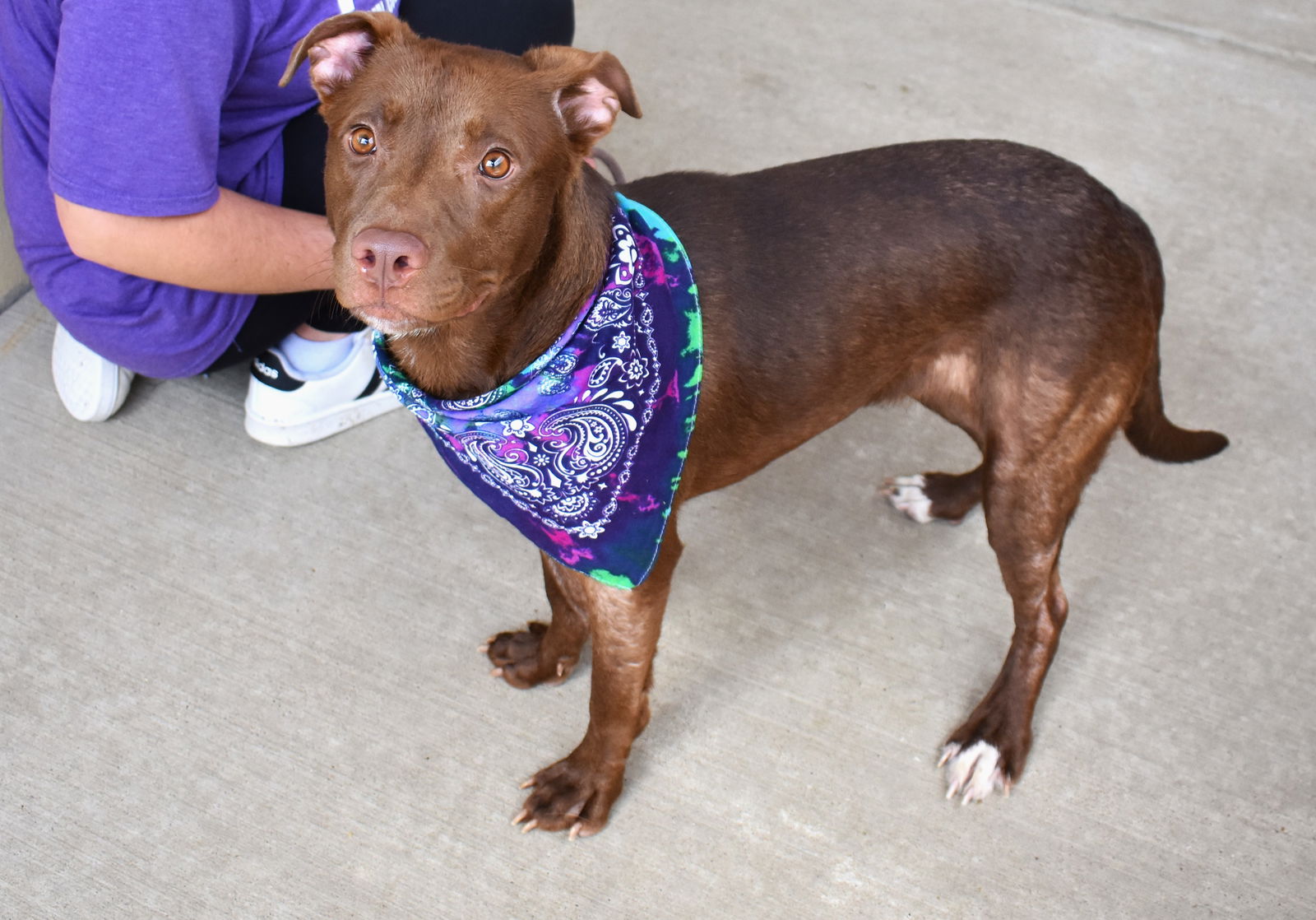 Dog for Adoption Aviva, a American Pit Bull Terrier in Leonard, TX