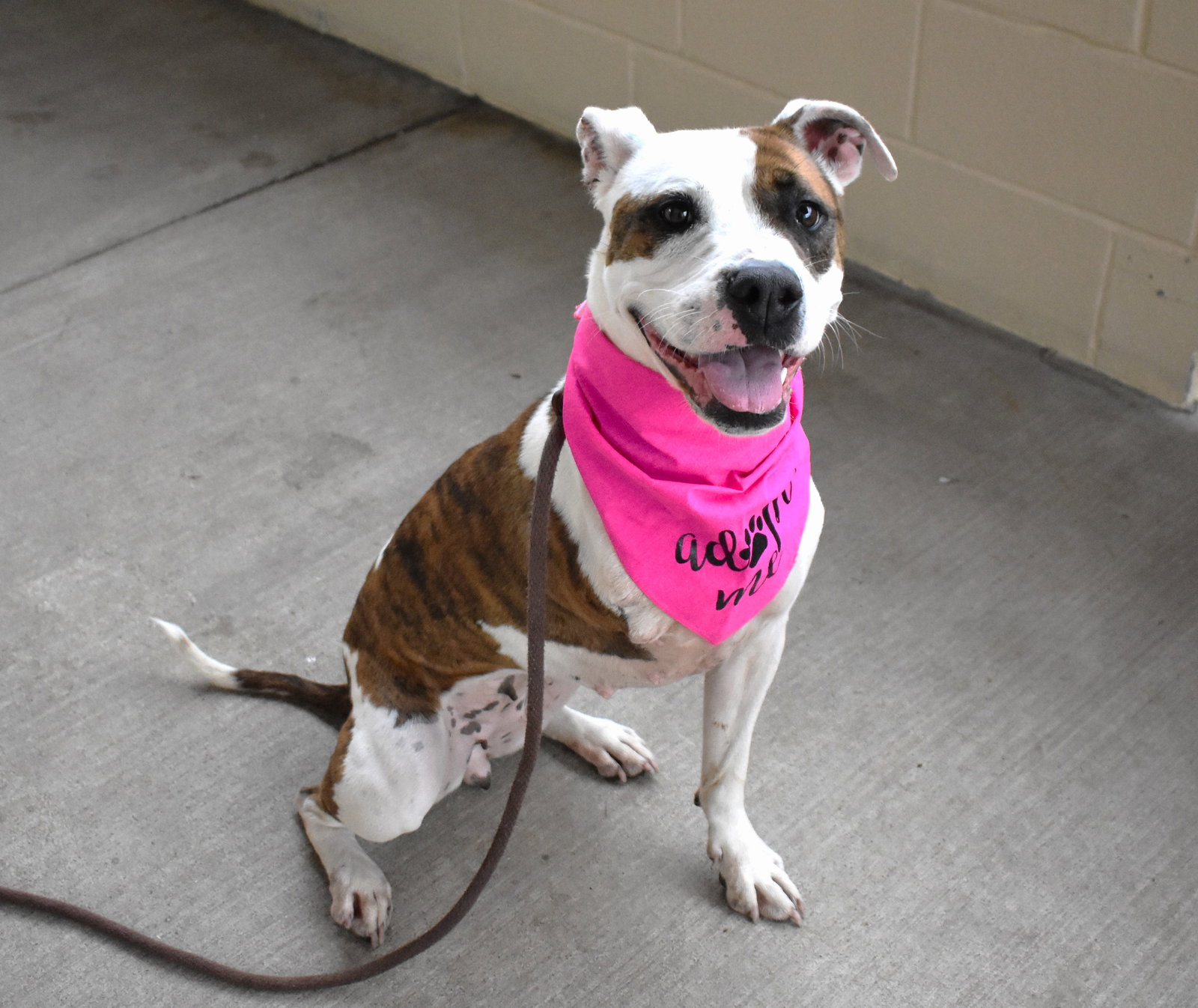 Dog for Adoption Nairobi, a Staffordshire Bull Terrier in University