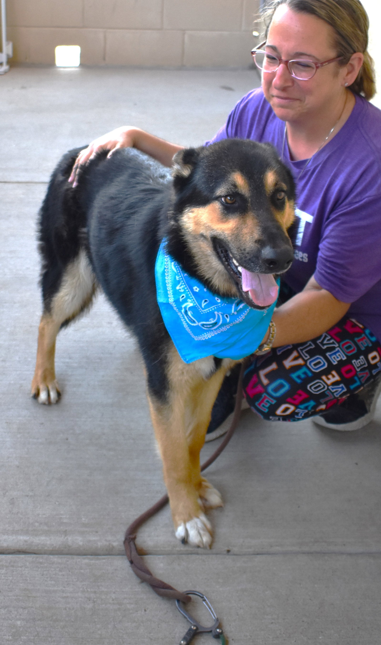 Dog for Adoption Happy, a Shepherd in Collin County, TX Alpha Paw