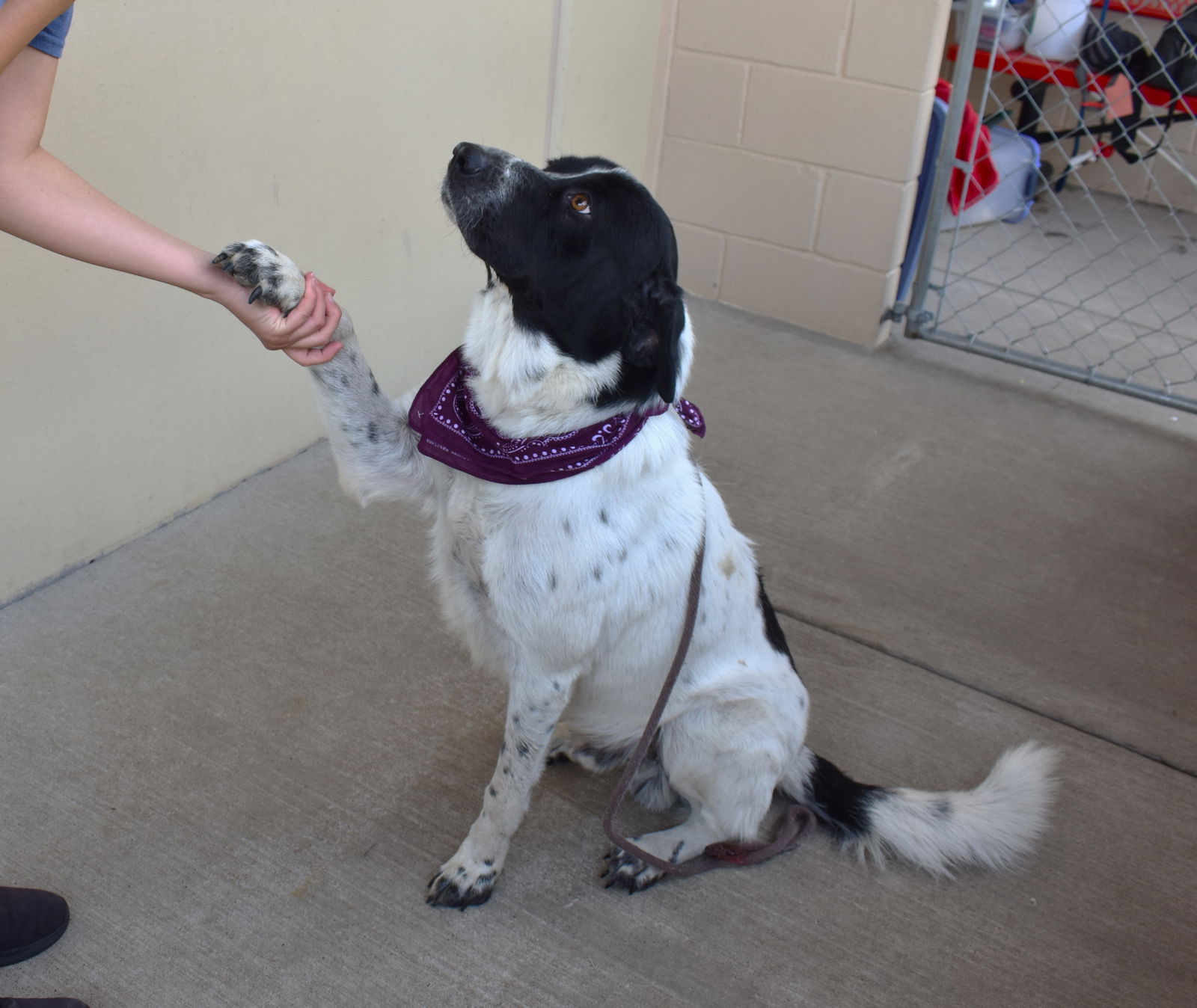 adoptable Dog in McKinney, TX named Ziggy (In Foster)