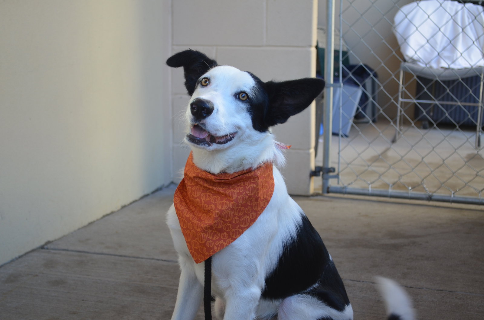 Dog for Adoption Gomez, a Border Collie in Denison, TX Alpha Paw