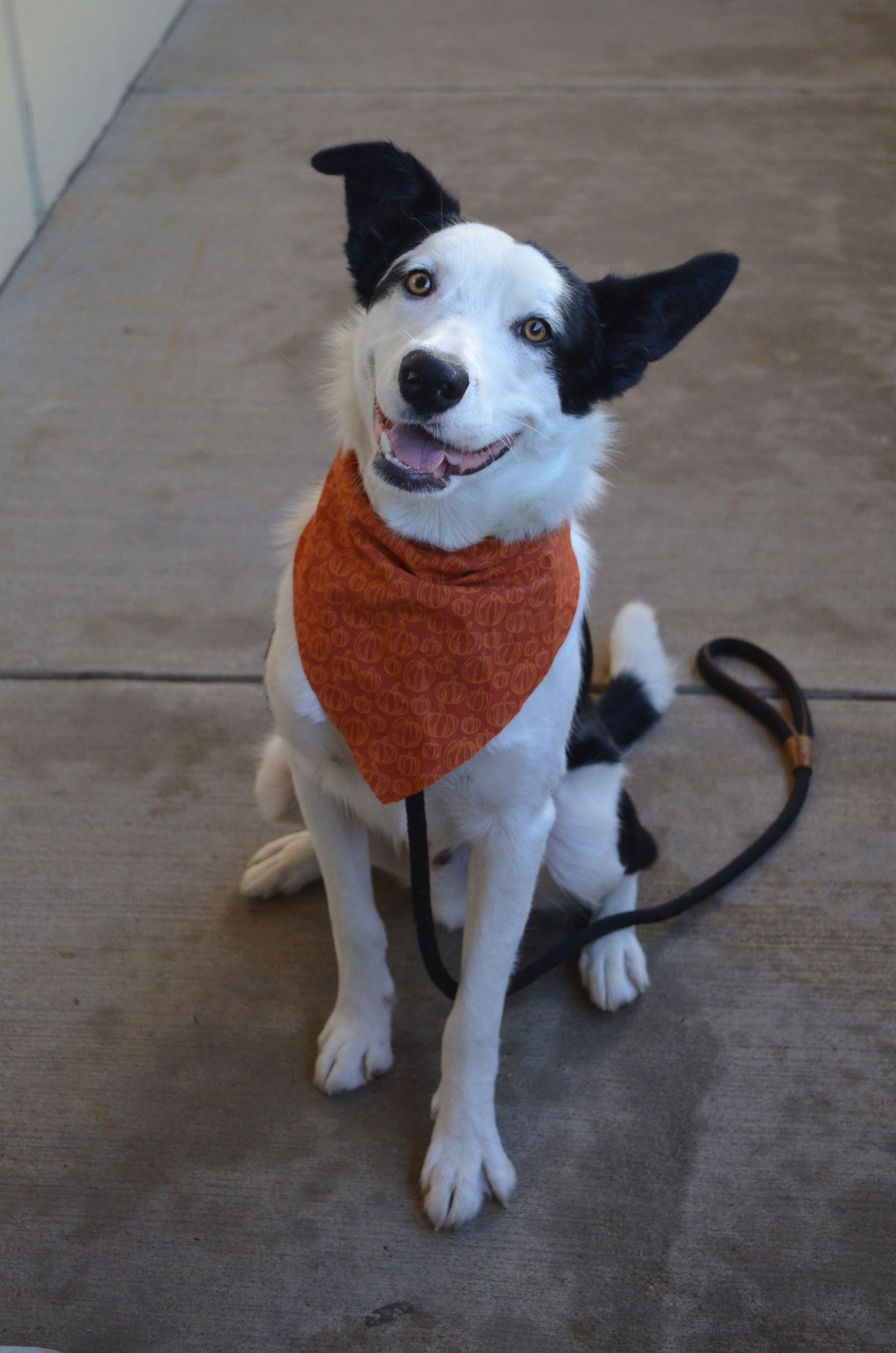 Dog for Adoption - Gomez, a Border Collie in Denison, TX | Alpha Paw