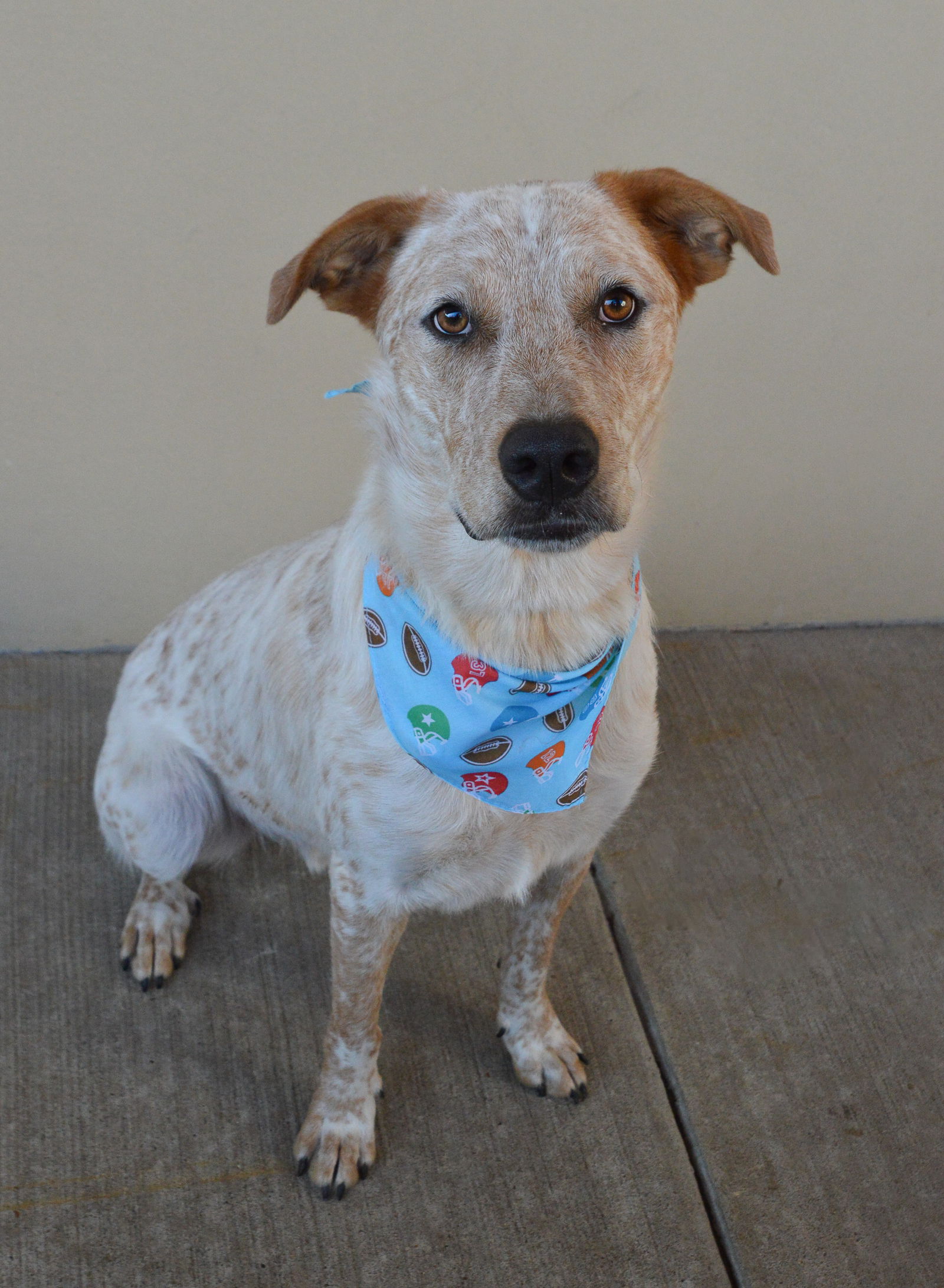 adoptable Dog in McKinney, TX named Freddy