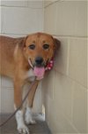 adoptable Dog in mckinney, TX named Butterscotch (In Foster)