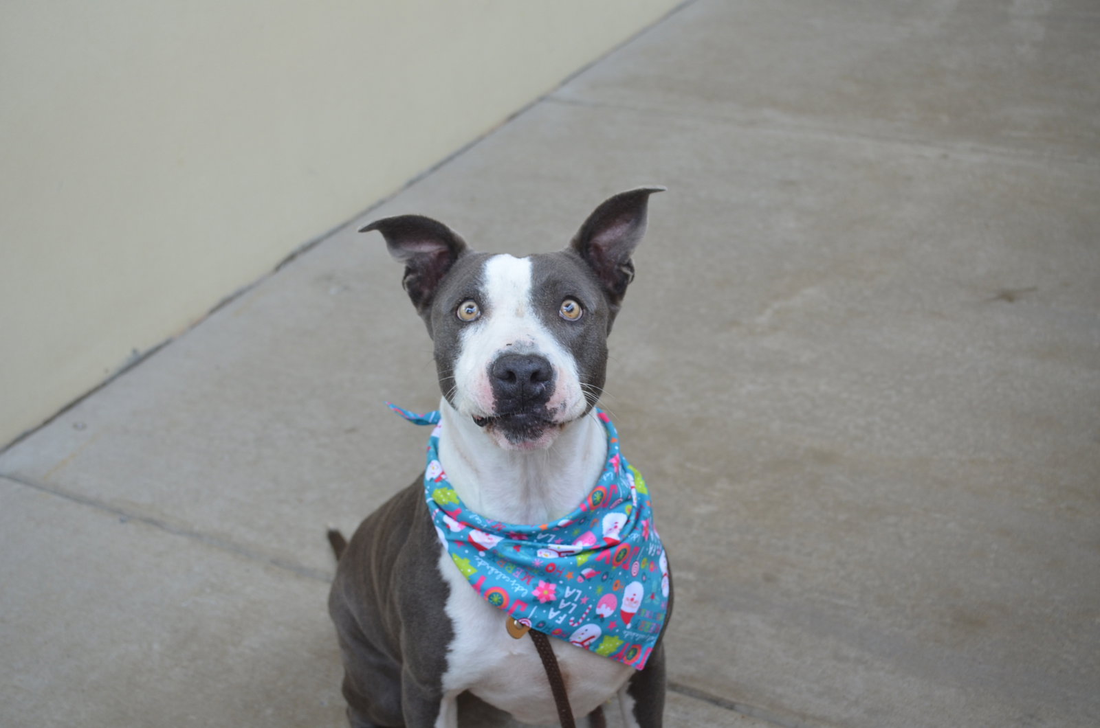 Dog for Adoption Toffee, a American Pit Bull Terrier in Sherwood
