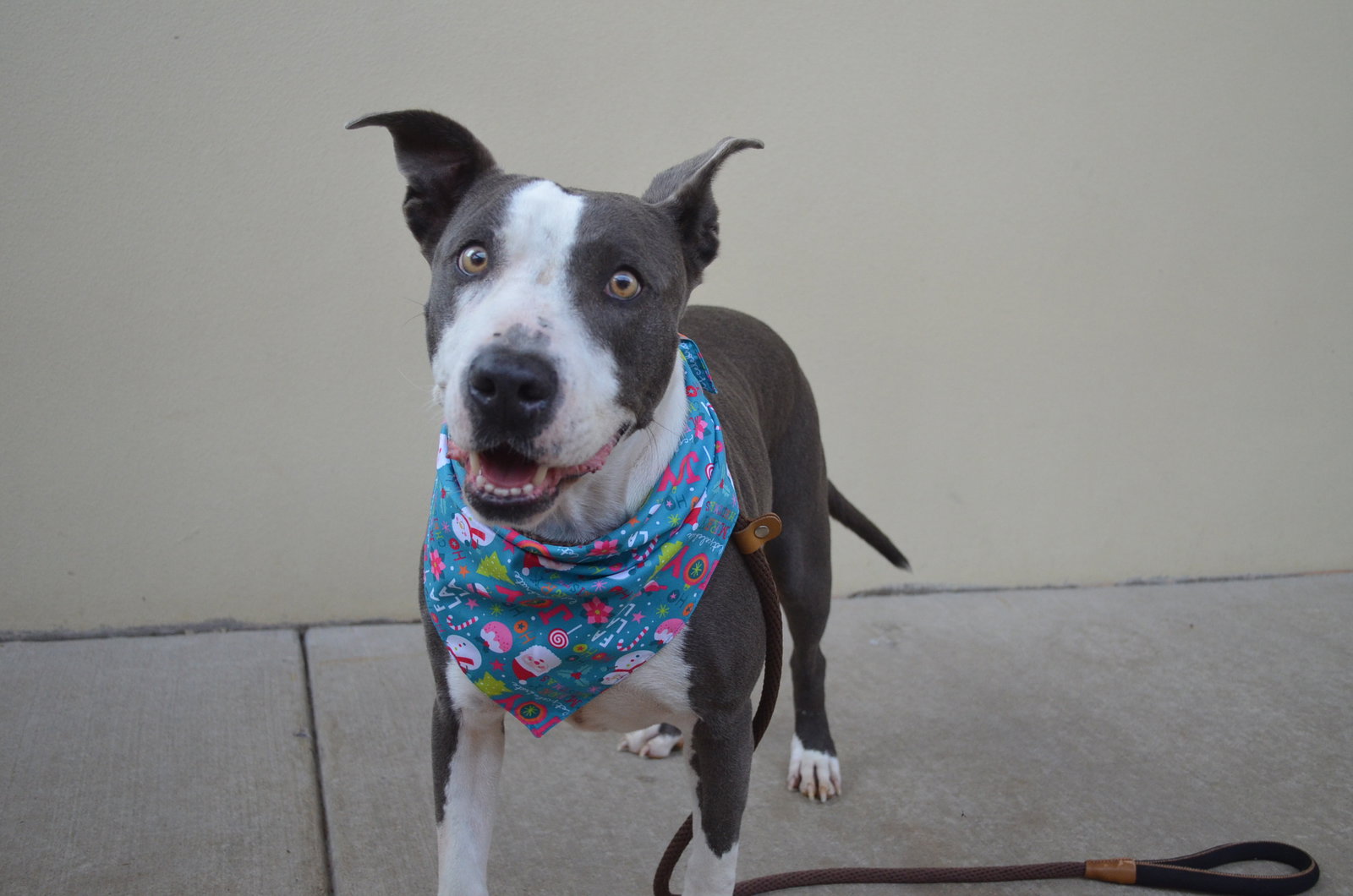 Dog for Adoption Toffee, a American Pit Bull Terrier in Sherwood