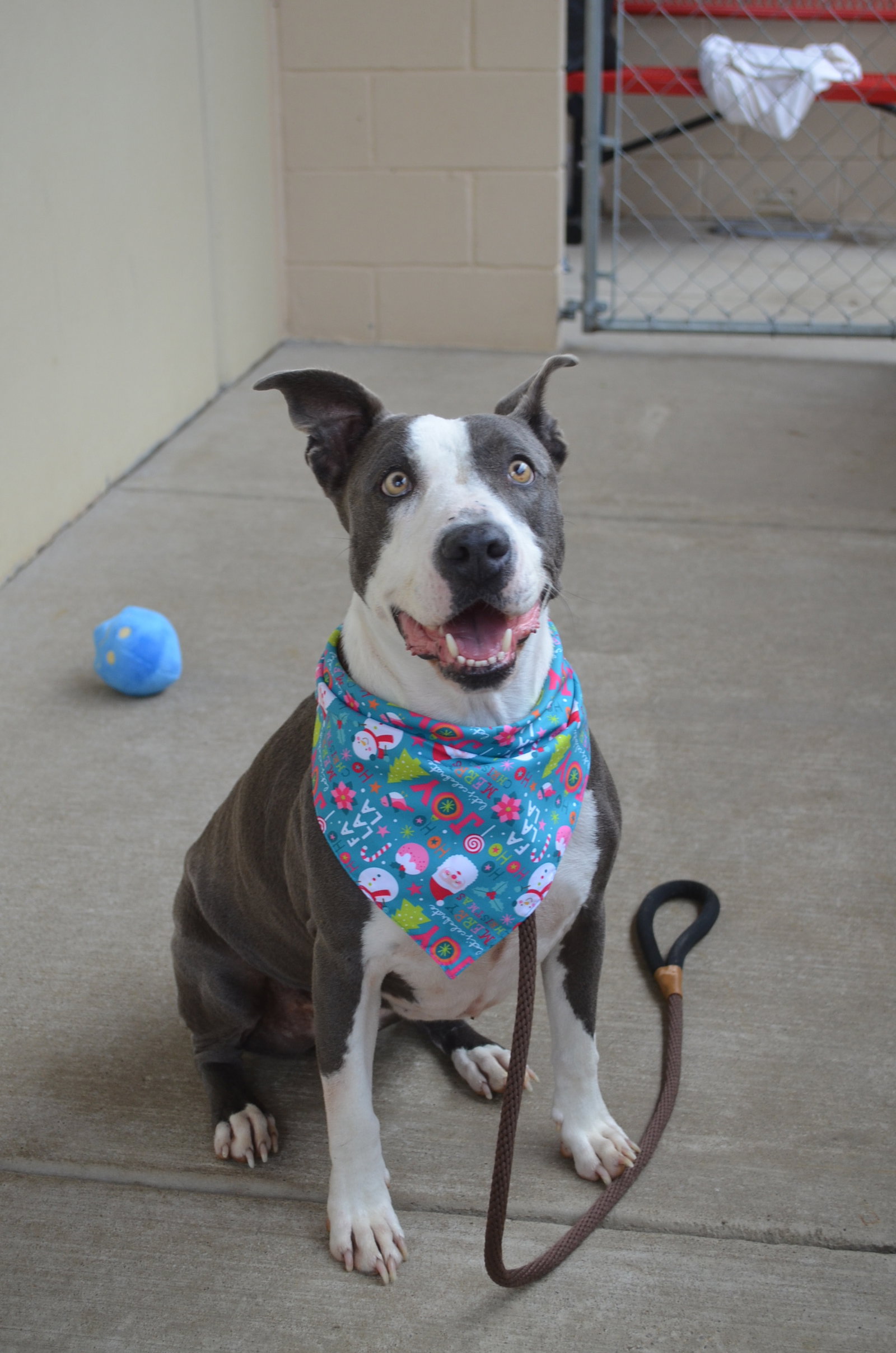 Dog for Adoption Toffee, a American Pit Bull Terrier in Sherwood